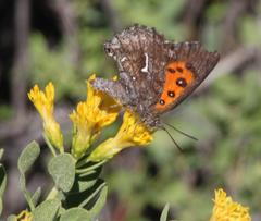 Phasis clavum erythema