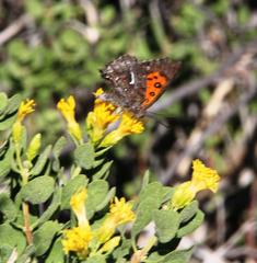 Phasis clavum erythema