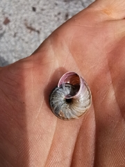 Macularia saintivesi