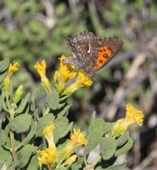 Phasis clavum erythema