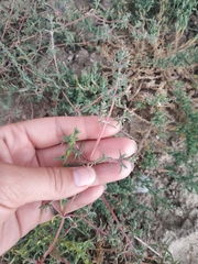 Petrosimonia brachiata
