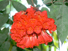 Brownea grandiceps