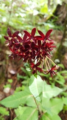 Asclepias melantha