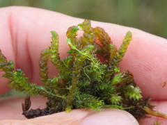 Scorpidium scorpioides