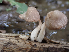 Coprinopsis urticicola