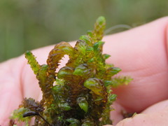 Scorpidium scorpioides