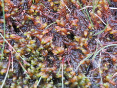 Scorpidium scorpioides