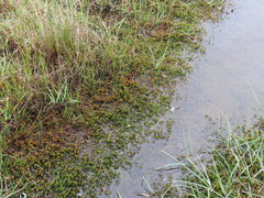 Scorpidium scorpioides