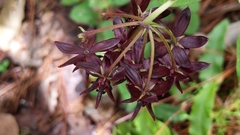 Asclepias melantha