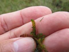 Scorpidium scorpioides