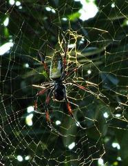 Trichonephila inaurata madagascariensis