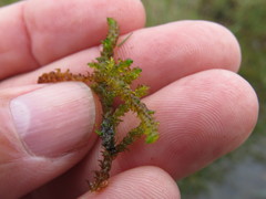Scorpidium scorpioides