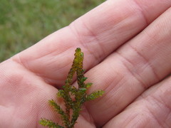 Scorpidium scorpioides