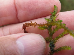 Scorpidium scorpioides