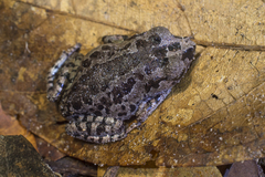 Inger's Litter Frog photo 2