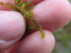 Scorpidium scorpioides