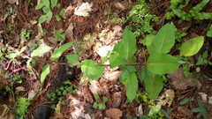 Asclepias melantha