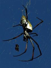 Trichonephila inaurata madagascariensis