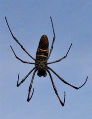 Trichonephila inaurata madagascariensis