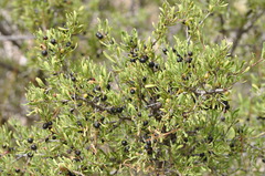 Rhamnus lycioides