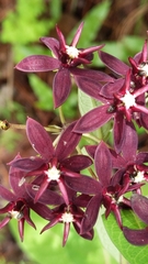 Asclepias melantha