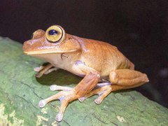 Bokermannohyla hylax