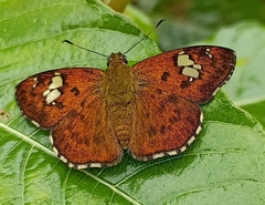 Pseudocoladenia dan fatih