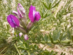Oxytropis trichophysa
