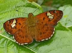 Pseudocoladenia dan fatih