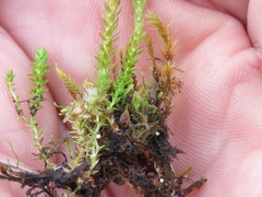 Scorpidium scorpioides