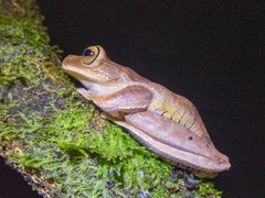 Bokermannohyla hylax