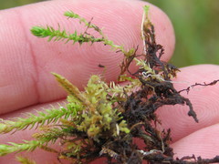 Scorpidium scorpioides