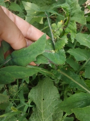Sonchus arvensis uliginosus