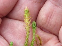 Scorpidium scorpioides