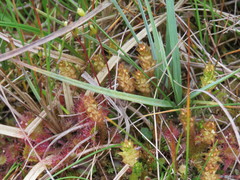 Scorpidium scorpioides