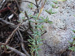 Fumana thymifolia