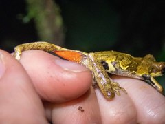 Dendropsophus microps