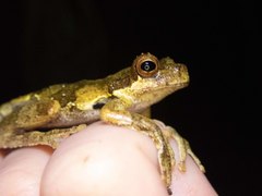 Dendropsophus microps