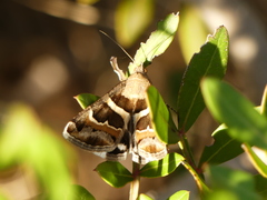 Grammodes stolida