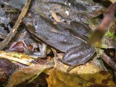 Physalaemus olfersii