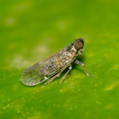 Hyalesthes