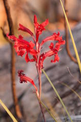 Tritoniopsis pulchra