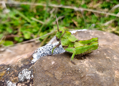 Spathalium audouinii