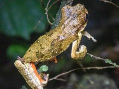 Dendropsophus microps