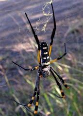 Trichonephila senegalensis annulata