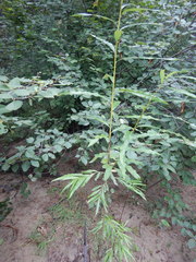 Salix schwerinii