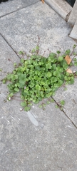 Cymbalaria muralis