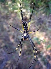 Trichonephila senegalensis annulata