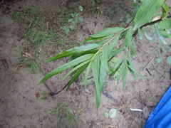 Salix schwerinii