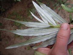 Salix schwerinii
